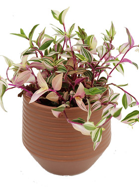 花与花器吊兰锦油画婚礼垂藤植物