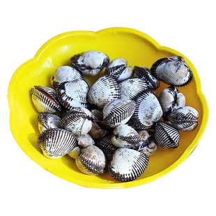 鲜活野生血蛤1000g 东海象山海鲜贝类 毛蛤毛哈毛蚶毛蚶子血蚶