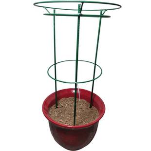 新款蟹爪兰支架蟹爪莲支架铁固定嫁接伞型支撑高50厘米组装花架