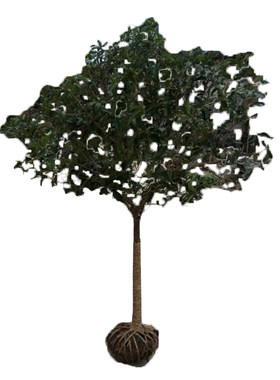 绿植盆栽地栽四季常青桂花树苗