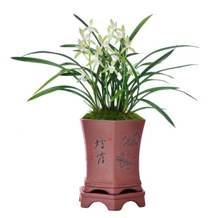 艾莹兰花苗 建兰有香味的素心浓香凤素 夏带花苞出售实惠好养花卉