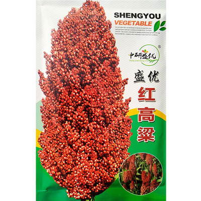 红高粱种子中熟抗旱矮杆抗盐碱