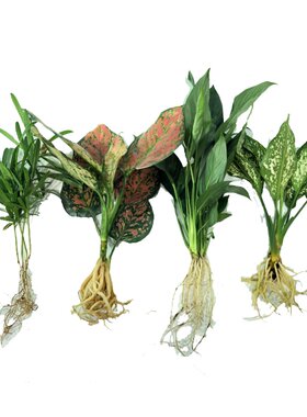 绿萝盆栽室内水养植物花卉