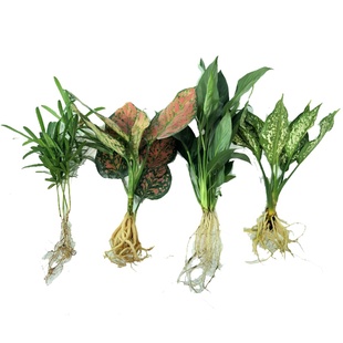 水养绿萝培植物室内绿箩盆栽鲜花卉发财树富贵竹白红掌水土生裸根