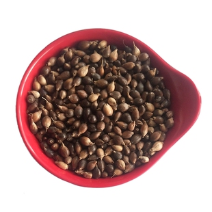 薏米种子草珠子薏苡仁小薏米籽薏仁米薏米仁种子种植简单管理省事