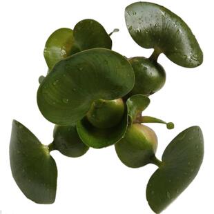 水葫芦苗凤眼莲水生植物养殖水培草池塘鱼缸造景水养绿植净化水质