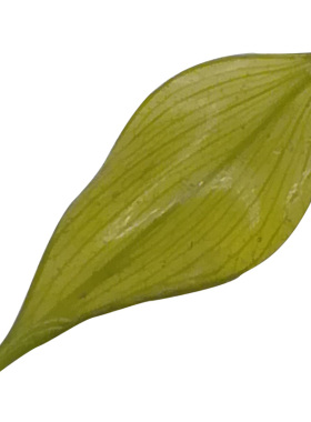 树脂滴胶永生花日本耳环手工材料