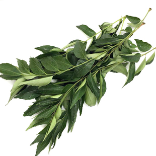 新鲜咖喱叶新鲜香料 调味品东南亚餐厅泰餐原料500克农产品食用