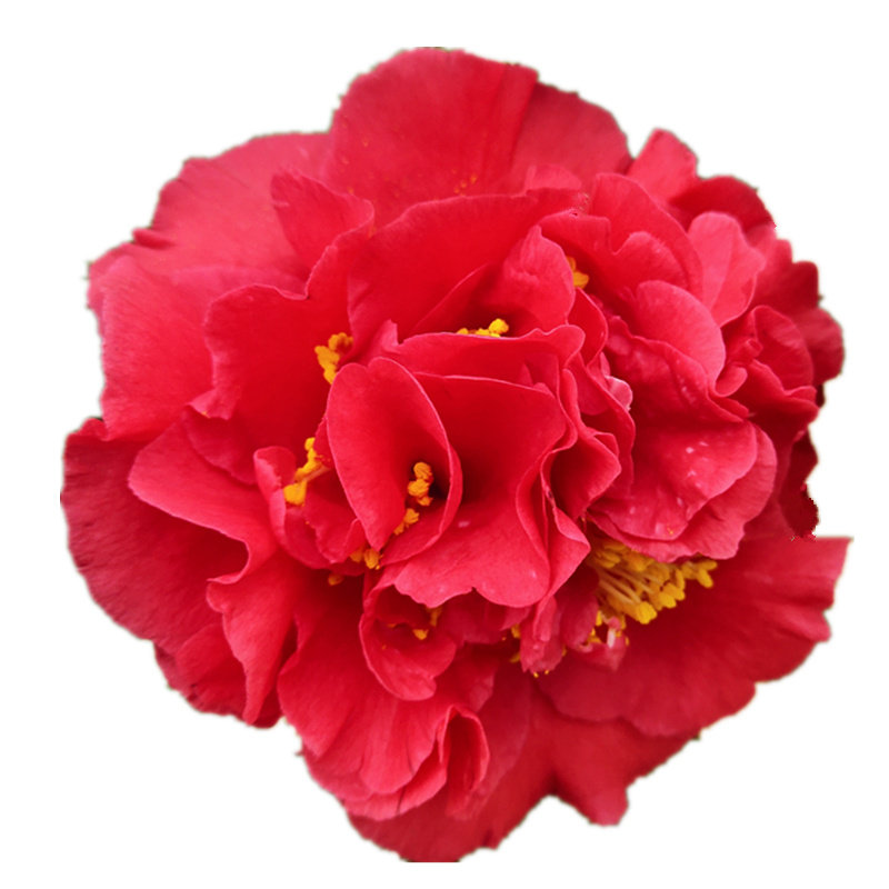 香水大红色山茶年宵花卉新品