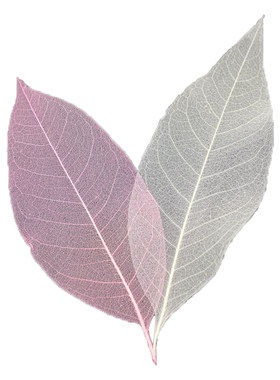 diy叶脉干花标本玉兰手工自制