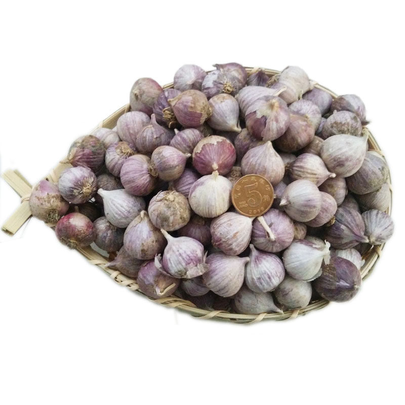 云南紫皮独头蒜鲜独蒜湿蒜3斤