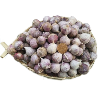 云南紫皮独头蒜鲜独蒜湿蒜3斤