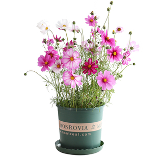 五彩石竹种子草花美国石竹须苞常夏石竹多年生宿根花卉种子十样锦