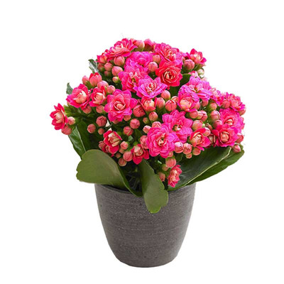 重瓣植物不断长寿花盆栽新品种