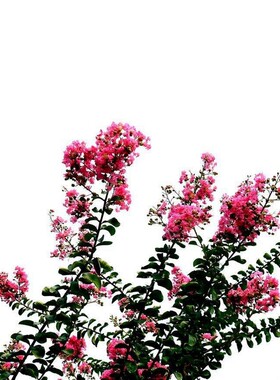 美国红火箭紫薇花树苗种子
