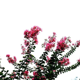 紫薇种子百日红火球红国旗红 速生美国红火箭紫薇花树苗种子