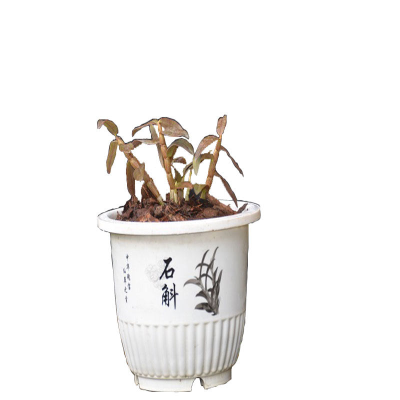 铁皮石斛盆栽红杆种植可食用