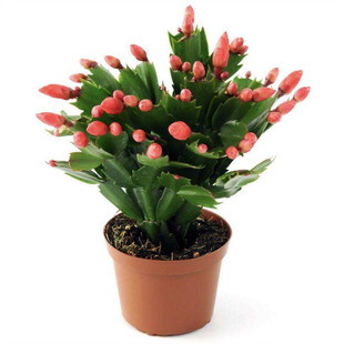 蟹爪兰苗多肉植物带根蟹抓兰仙人掌嫁接令箭荷花室内绿植花卉盆栽