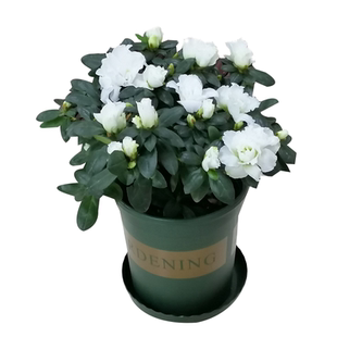 永福花乡园艺 绿色光辉杜鹃 绿色杜鹃花 杜鹃花盆栽 比利时杜鹃