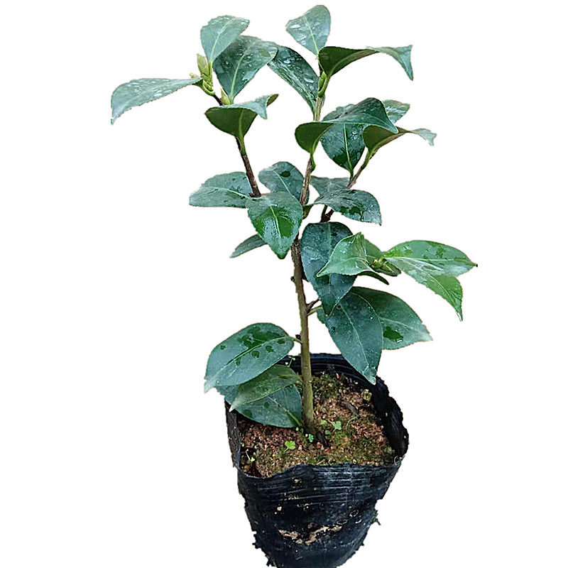 玉之浦茶花阳台长势旺盛冬季好养