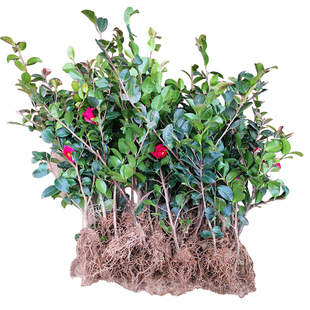 茶梅花苗茶花小苗白粉红茶梅球四季盆栽耐寒茶花树苗庭院花园植物