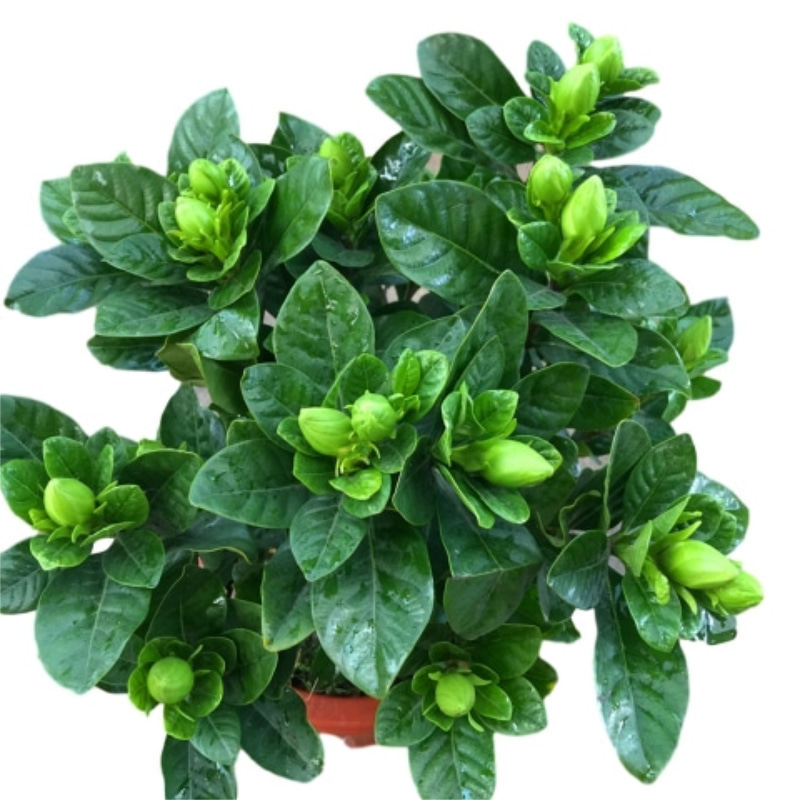 浓香型四季开花老桩大花荷花牡丹栀子花大叶小叶绿植庭院观花包邮