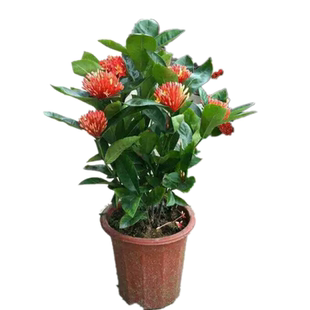 龙船花树苗带土带盆阳台庭院室外植物花卉仙丹花绣球花树苗盆栽
