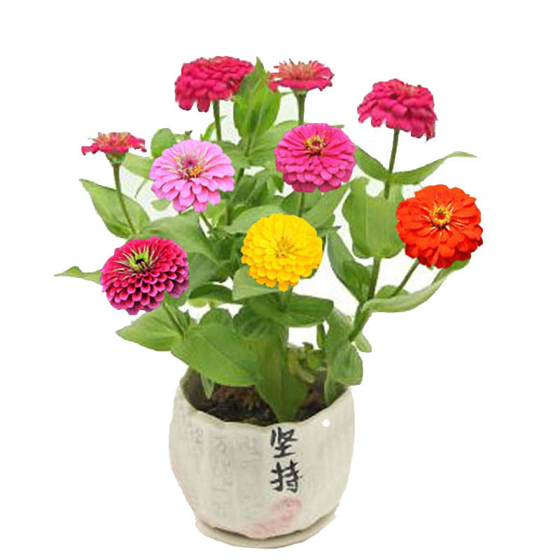 重瓣草种籽描春春夏秋花卉易活