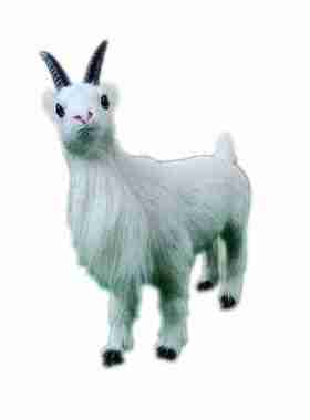 真皮毛绒动物招财小山羊装饰摆件