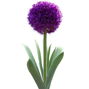 大花葱种球根秋播多年生耐寒百合盆栽庭院阳台观赏花卉花种子籽