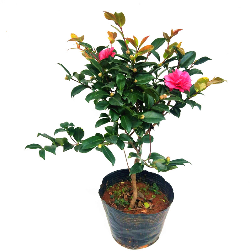 茶梅苗茶梅花苗丹玉茶梅 茶花茶茶花