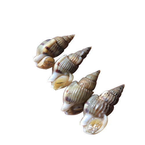 东港海鲜新鲜活冻海螺丝鲜活海瓜子海锥吐沙加工冷冻海锥原料食材