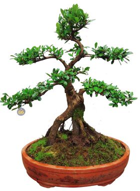 三峡蚊母四季常青开花结果包邮