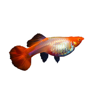 鸿运当头孔雀鱼 精品孔雀鱼鸿运当头 怀孕母鱼 红头孔雀鱼大肚子