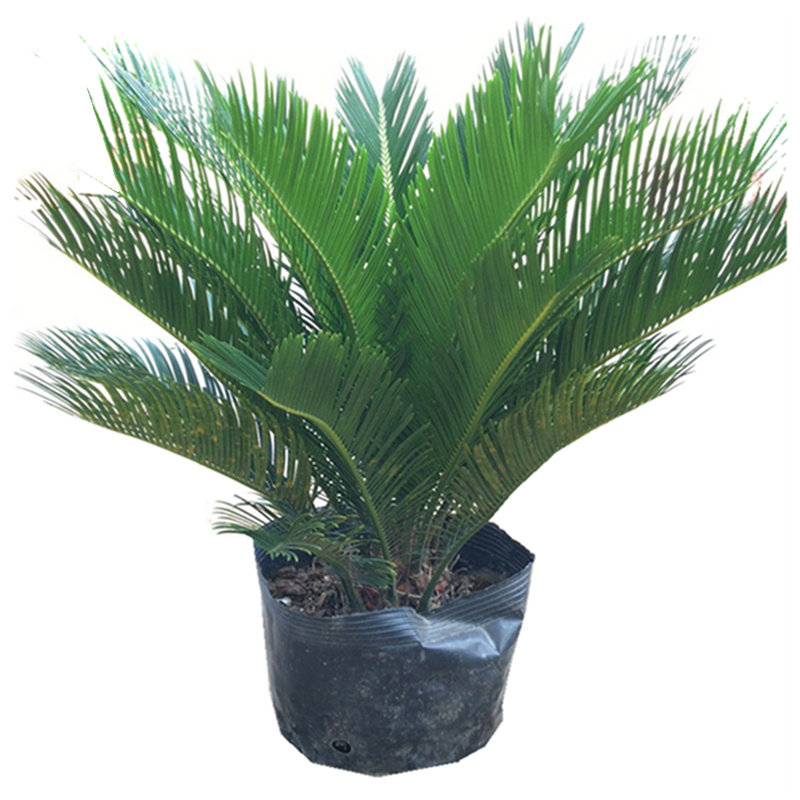 铁树盆栽植物大型室外树苗盆景室内龙缸多头开花公母小苗苏铁肥料