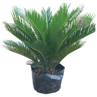 铁树盆栽植物大型室外树苗盆景室内龙缸多头开花公母小苗苏铁肥料