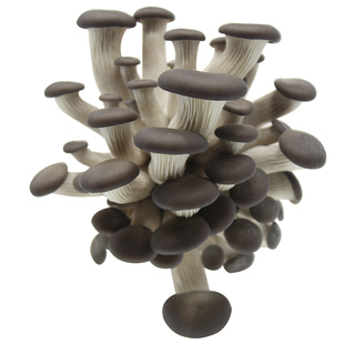 食用菌黑木耳菌种栽培种一级种二级种三级种椴木木头菌种母种试管