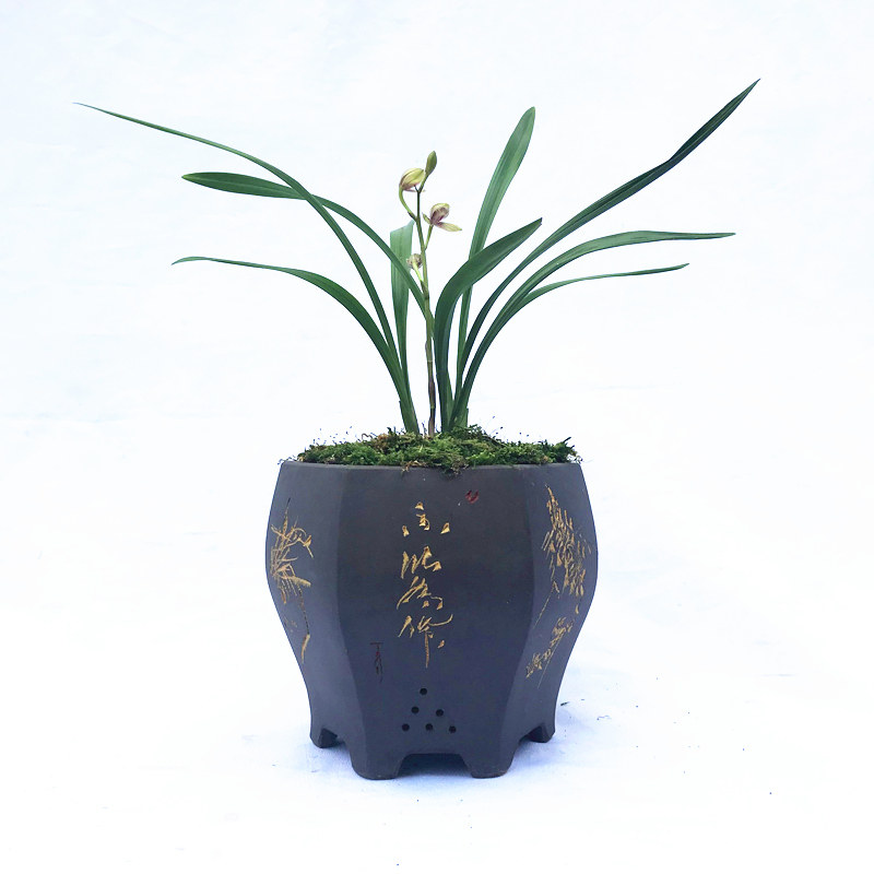 兰花苗建兰四季兰 浓香兰花苗不带花苞 君荷 兰草绿植物花卉盆栽