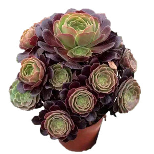 黑法师系列韶羞法师多肉植物老桩 玫瑰法师手捧花老桩 有香味法师