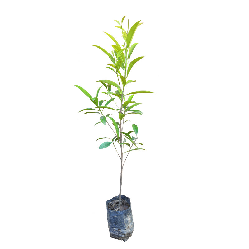 人心果树苗四季人心果苗人参果吴凤柿水果苗盆栽庭院绿植当年结果