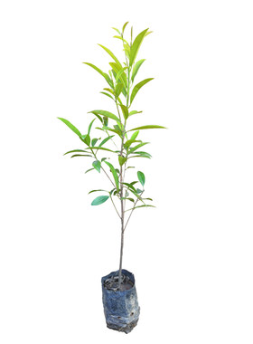 人心果树苗四季人心绿植当年结果