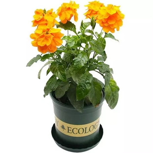 鸟尾花盆栽花室外庭院阳台花园多年生耐热植物带花发货花期长包邮