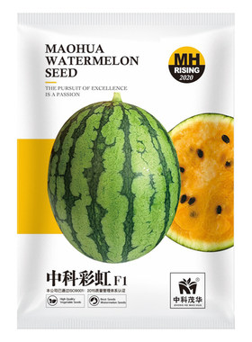 中科瓜果种子彩虹礼品花皮小西瓜
