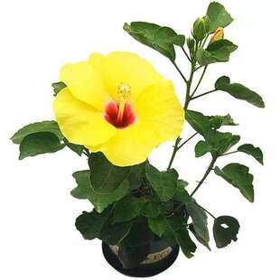 扶桑花盆栽大红花朱槿牡丹阳台庭院四季开花绿植易养耐晒大花包邮