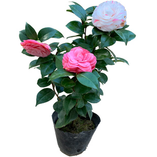 十八学士茶花盆栽苗白底青芽血丝带花苞一花多色山茶名贵庭院植物