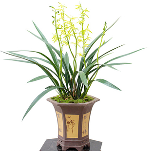 百家兰报岁兰白墨兰花 浓香春节带花苞室内四季盆栽花卉植物包邮