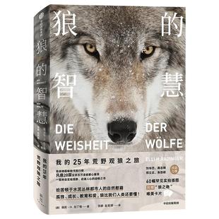 狼的智慧 我的25年荒野观狼之旅拉丁格著动物智慧 进化论 狼性 适应力 竞争力 领导力 人性 狼的百科 狼的行为中信出版社图书 正版