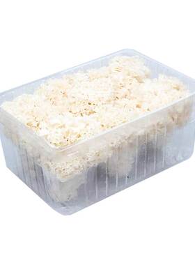 新鲜绣球菌1000g/盒食材配菜菜品