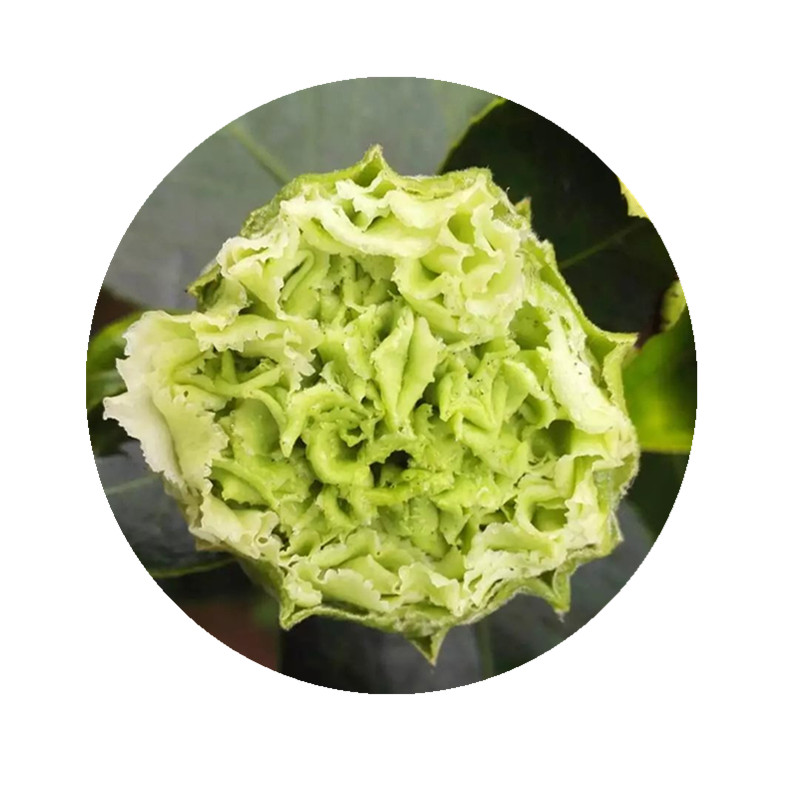 绿可娜茶花苗带花苞又名绿云稀有