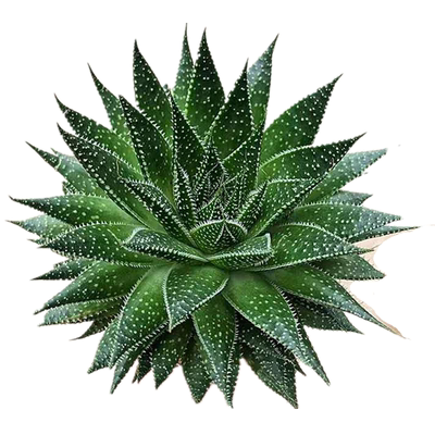 小清纯花屋波露雪花芦荟多肉植物